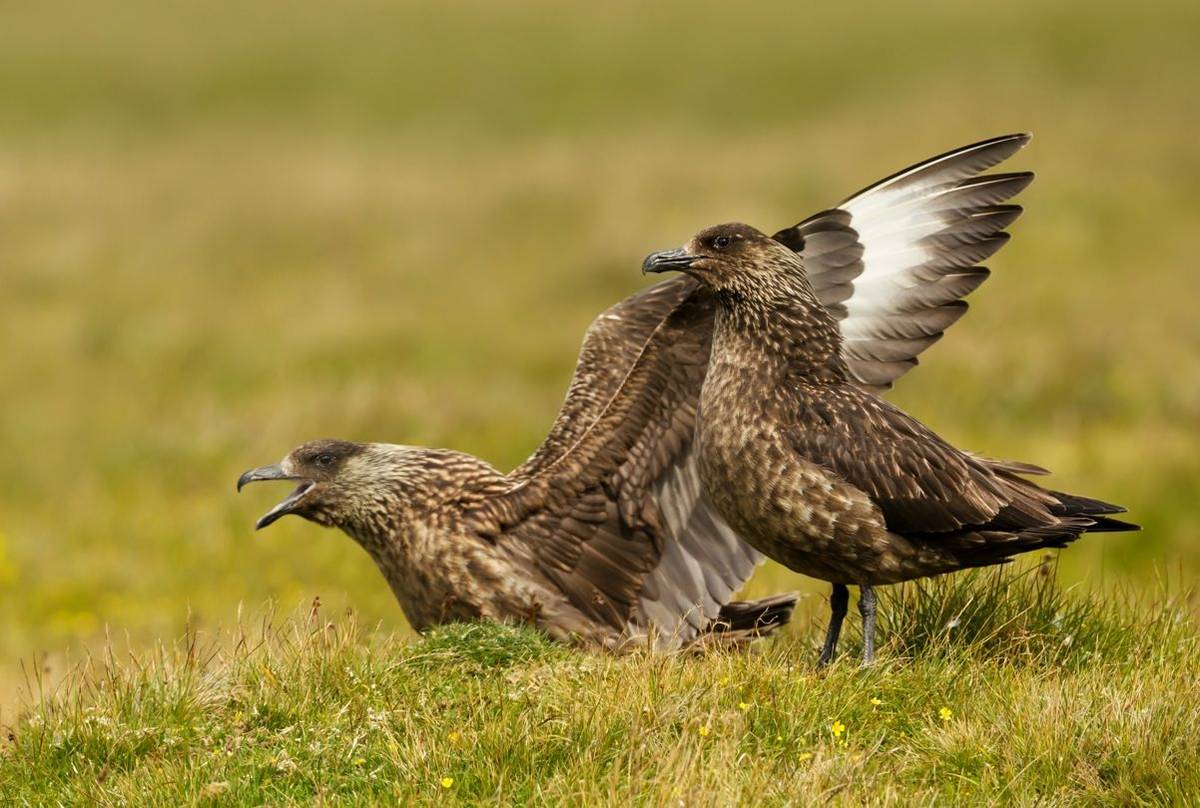Great Skua, Shetland shutterstock_1198059745.jpg