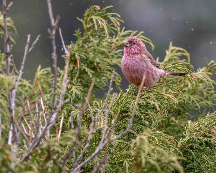 Blyth's Rosefinch © M. Valkenburg