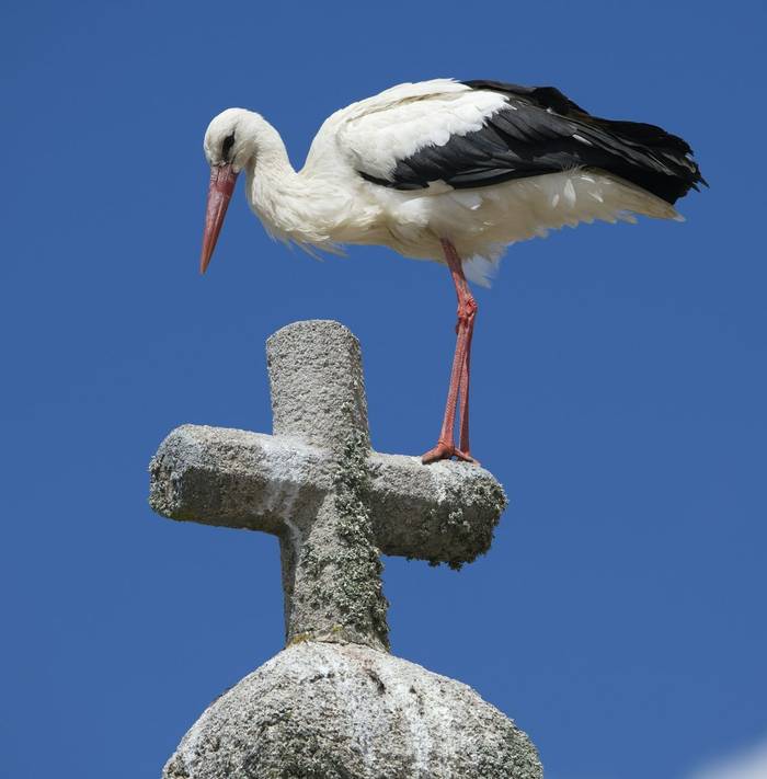 Stork on Cross  (Josh Phangurha).jpg