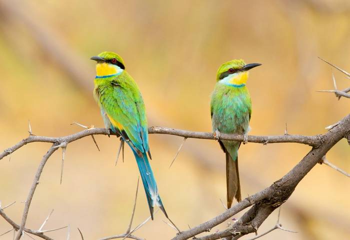 Swallow-tailed Bee-eaters shutterstock_248185441.jpg