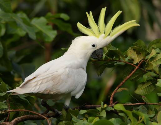 Sulphur-crested Cockatoo