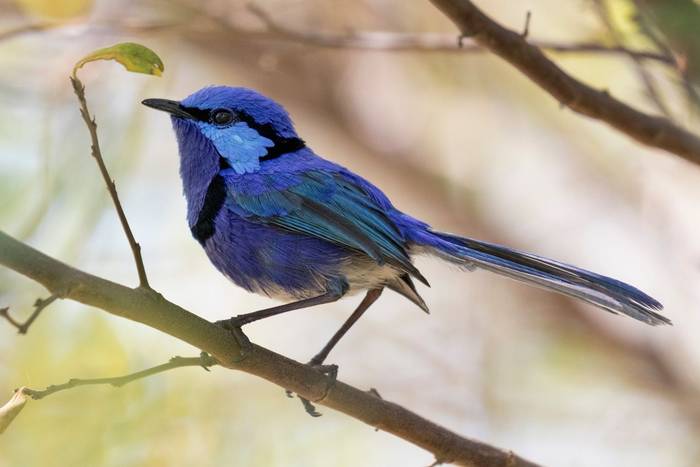 Splendid Fairy-wren (male), Yellagonga Regional Park, Western Australia shutterstock_795657973.jpg