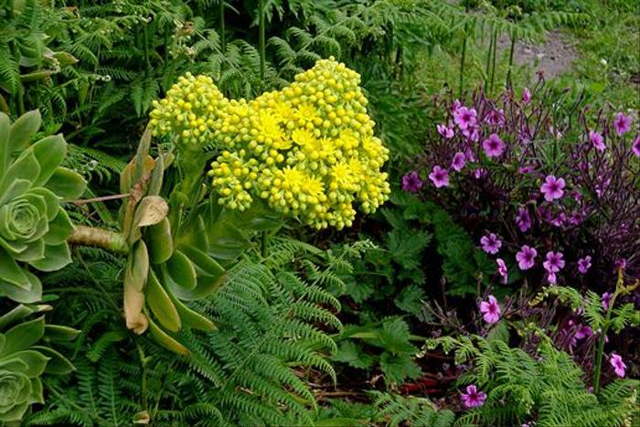 Aeonium & Geranium maderense, Aeonium and Giant Herb Plant (Dawn Nelson)