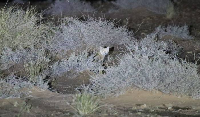 Sand Cat  © Mark Fletcher, February 2025