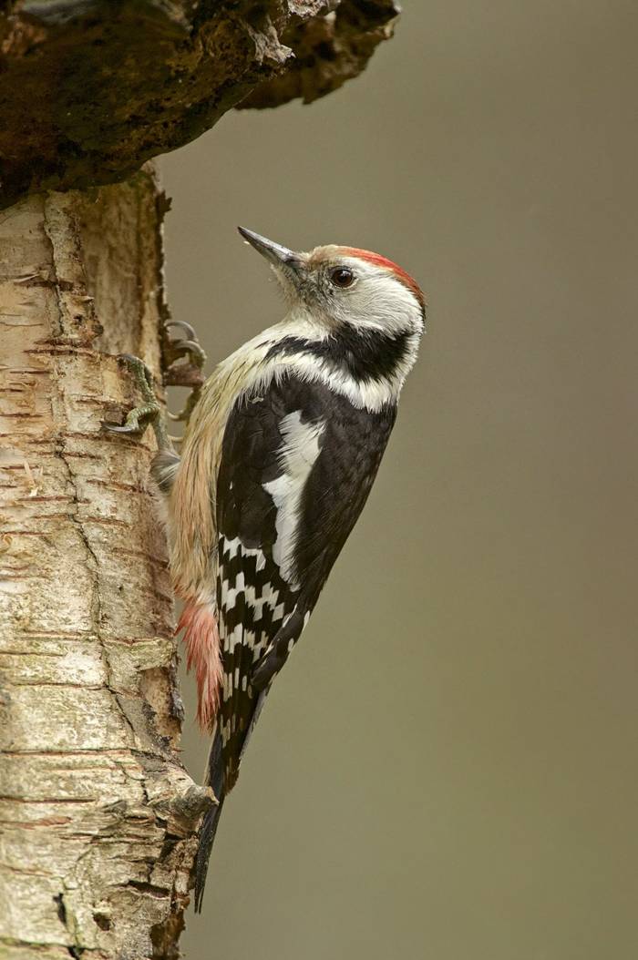 Middle-spotted Woodpecker. shutterstock_249865009.jpg