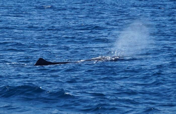 Adult Sperm Whale blowing (Ed Drewitt).jpeg