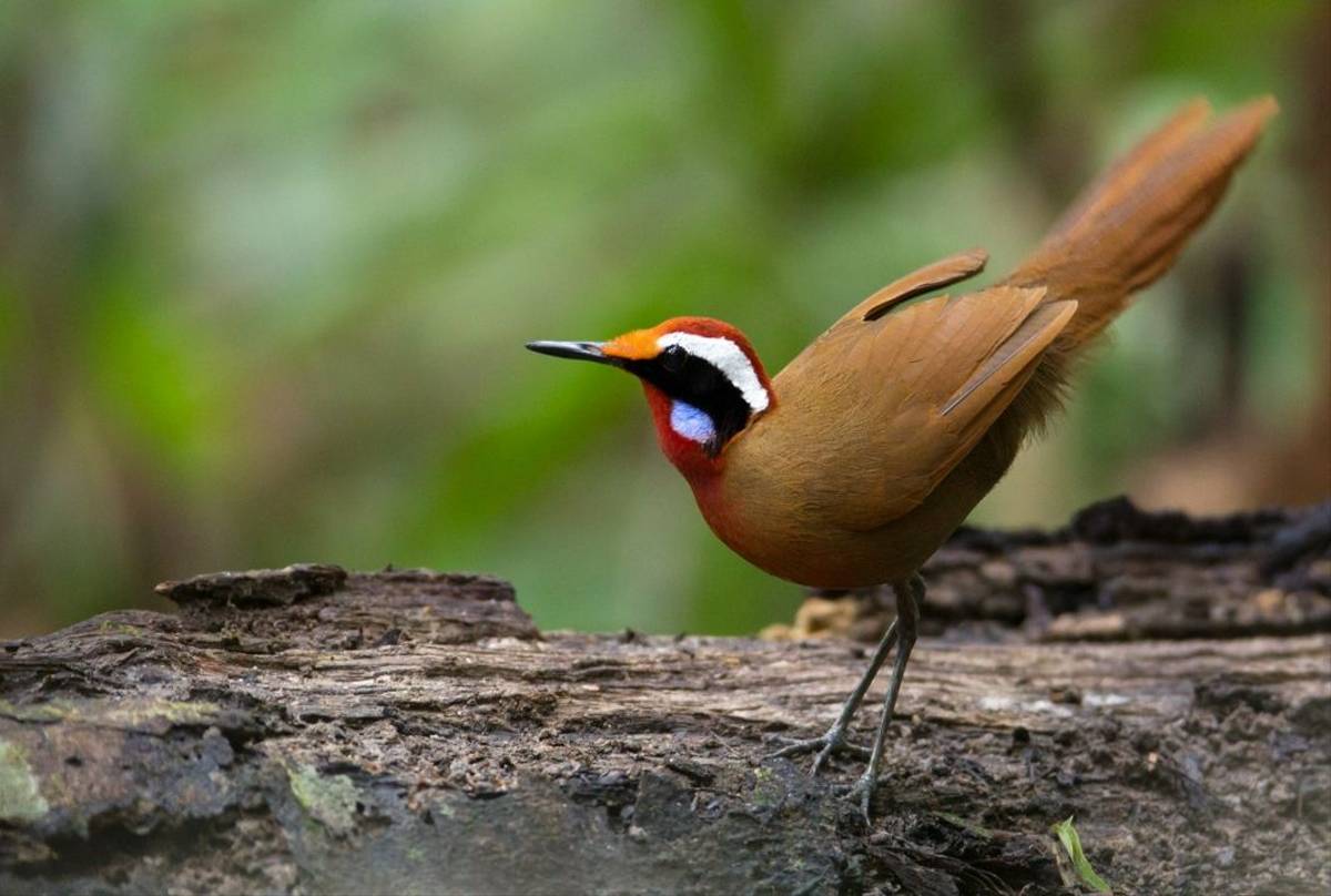 Rail-babbler (Eupetes macrocerus)