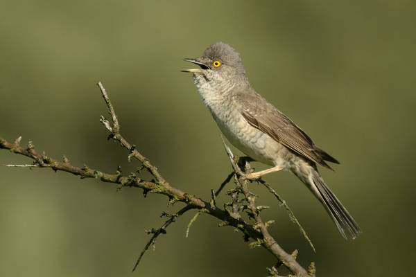 Barred Warbler