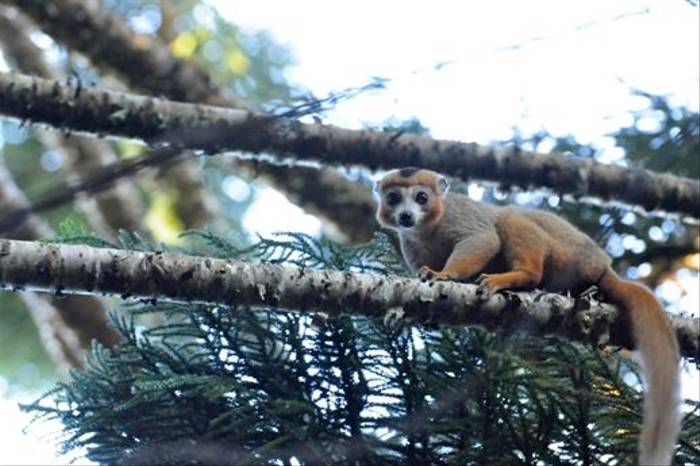 Crowned Lemur, Ankarana (Stephen Woodham)