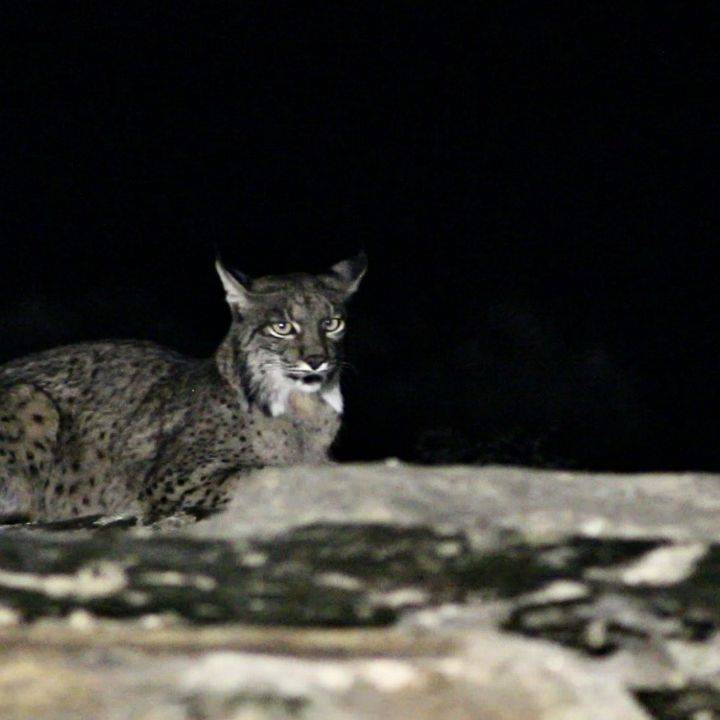 Iberian Lynx, Andujar, Spain