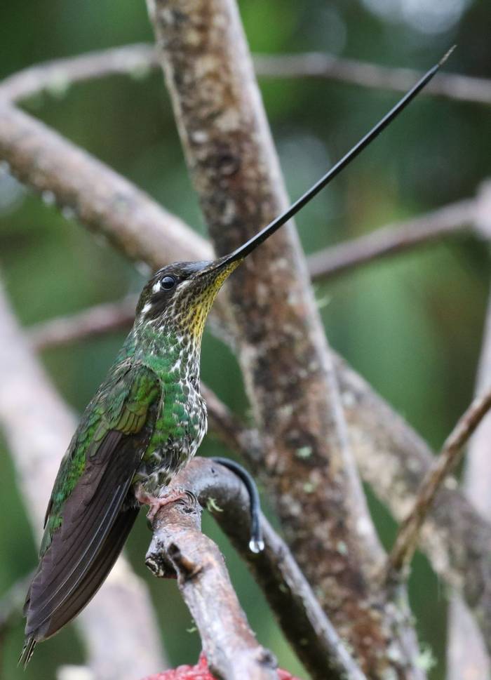 Sword Billed Hummingbird   Ensifera Ensifera   Above Jardin (4) (Robin Smith)