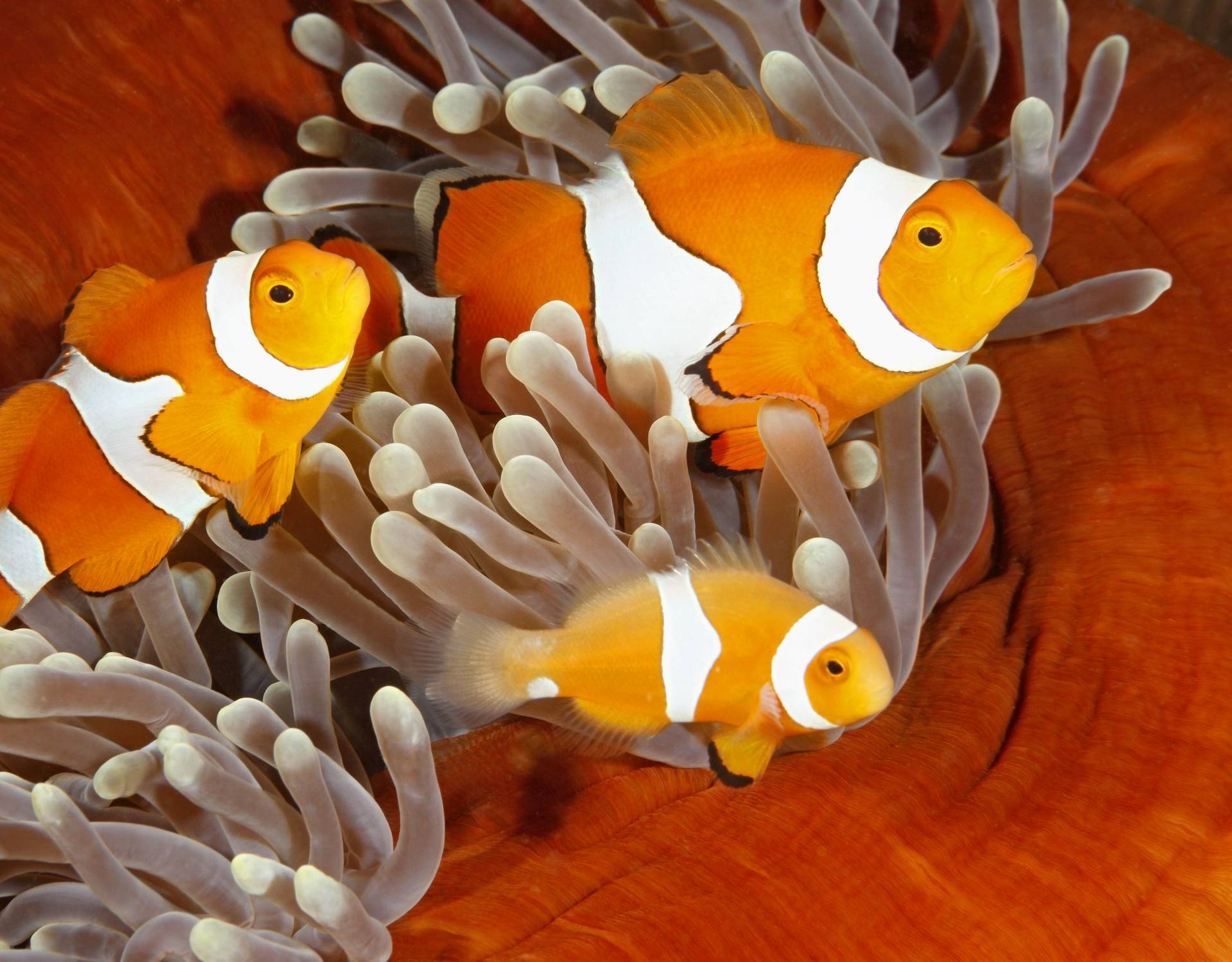 Clown Anemonefish, The Solomon Islands Image