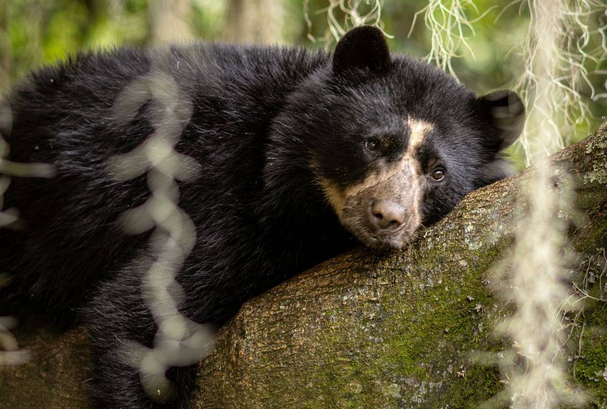 Andean Bear © Francisco Muñoz