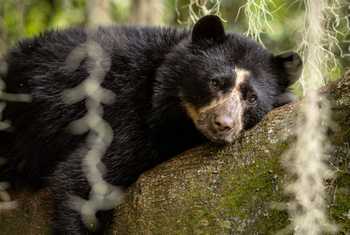 Andean Bear © Francisco Muñoz