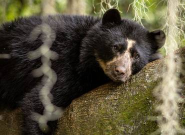 Ecuador - Spectacled Bear & Andean Birds Photography Tour