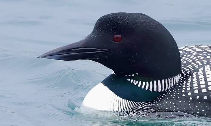 Great Northern Diver (Dave Jackson)
