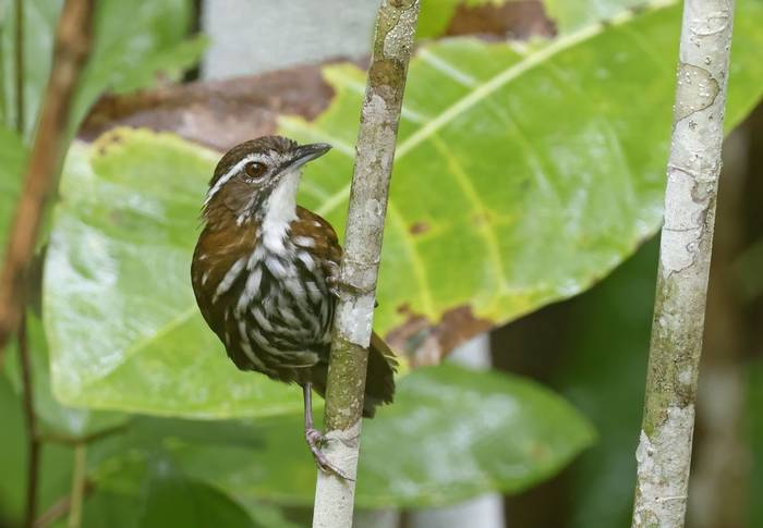 Striated Wren Babbler (Bohol)