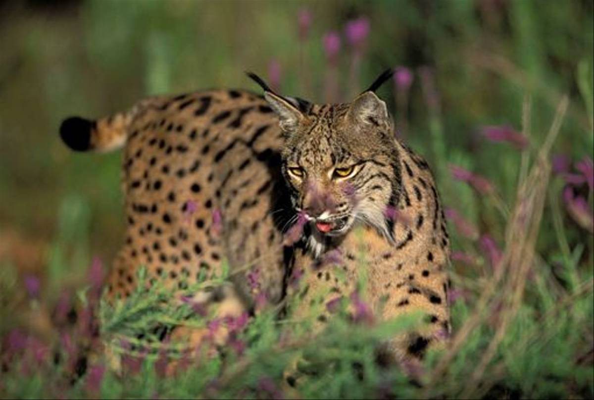 Iberian Lynx (Herminio Muniz)