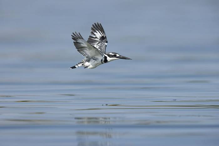 pied kingfisher_2R52184.jpg