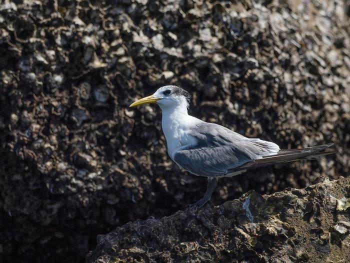 Greater Crested Tern © T. Laws, February 2024 tour