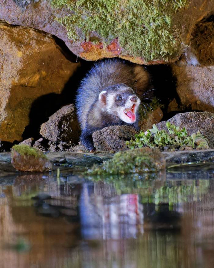 Polecat - Alan & Anne Smith (2022 tour).jpg