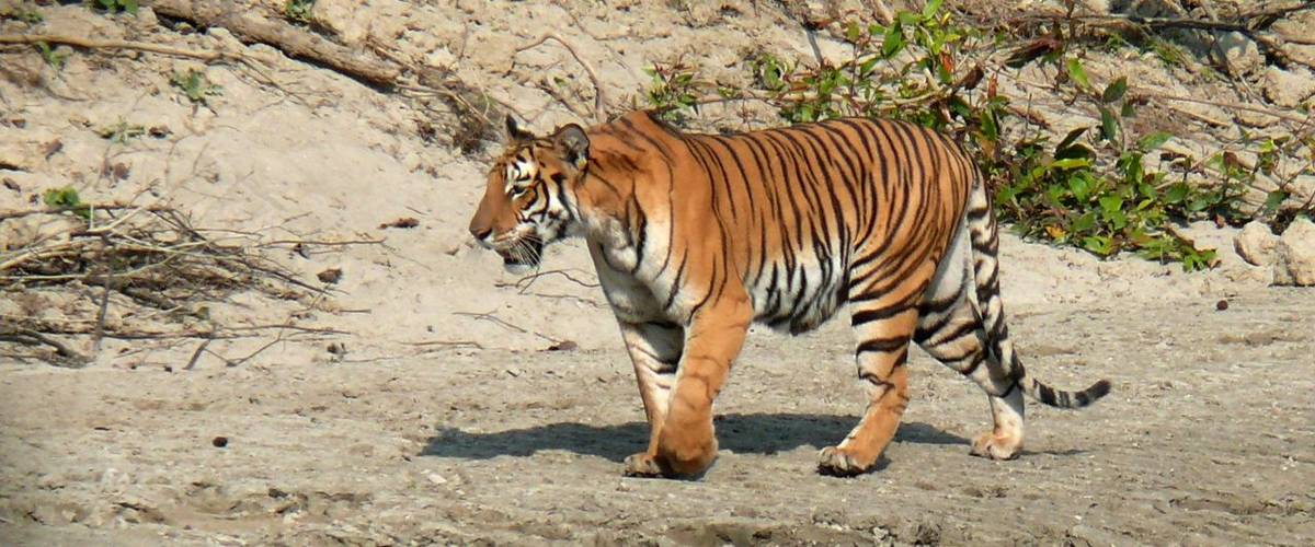 Royal Bengal Tiger