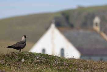 Fair Isle - Arctic Skua (Alex Penn).jpg