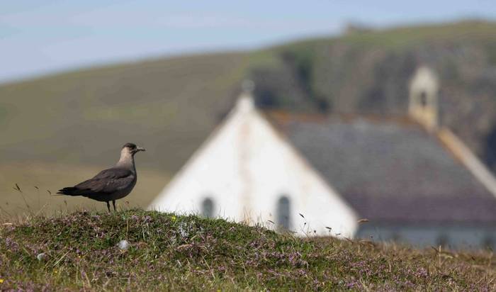 Fair Isle - Arctic Skua (Alex Penn).jpg