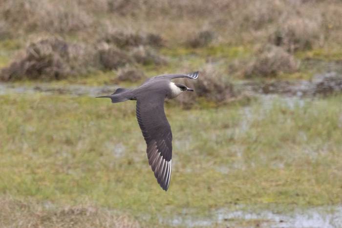 Arctic Skua (Sara Frost) (3).jpg