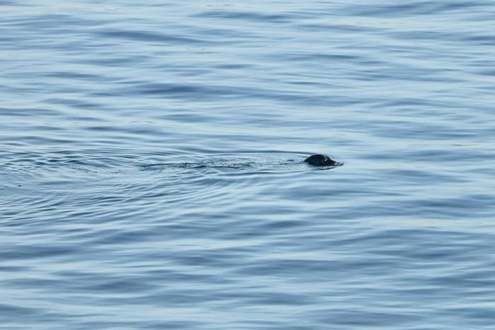 Mediterranean Monk Seal © Bobby Bok