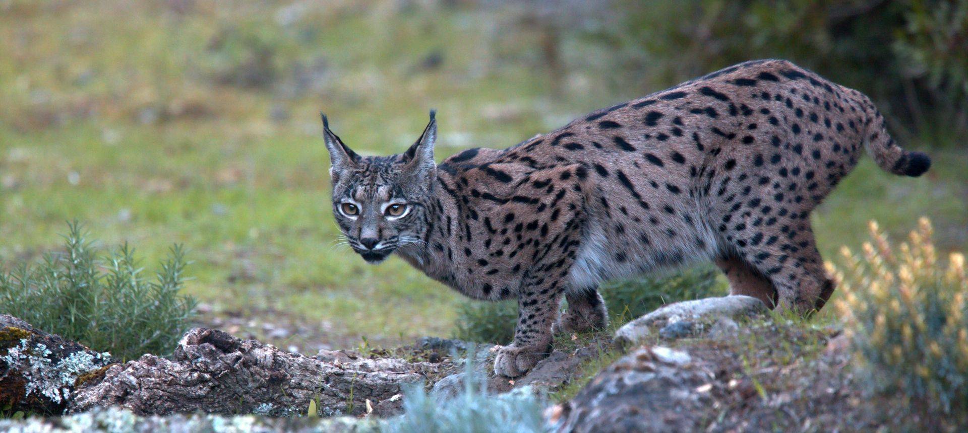 Iberian Lynx Shutterstock 1108571063