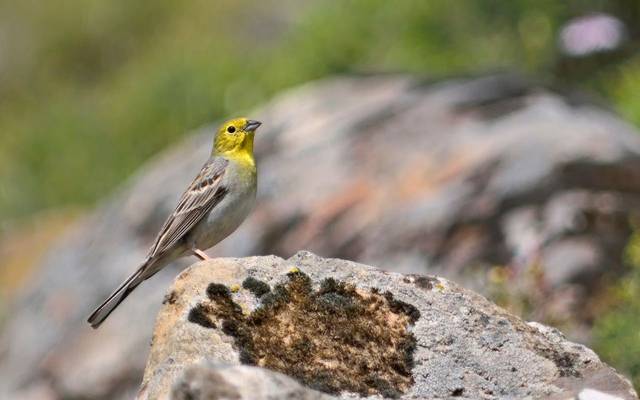 Cinereous Bunting shutterstock_784858642.jpg