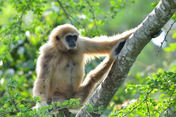 White-handed Gibbon shutterstock_1802859715.jpg