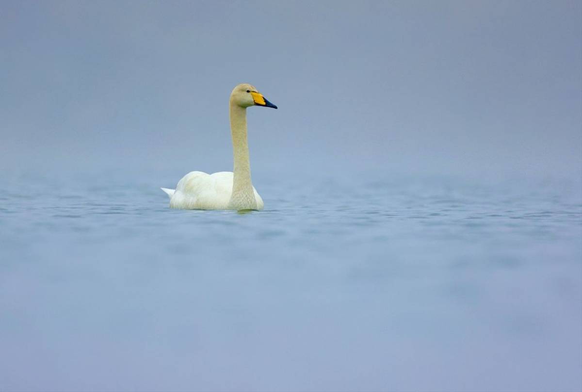 Whooper Swan (Dave Jackson)