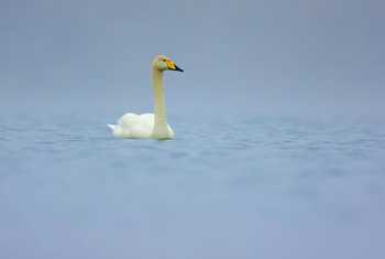 Whooper Swan (Dave Jackson)