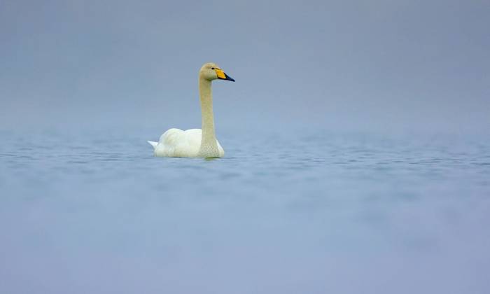 Whooper Swan (Dave Jackson)