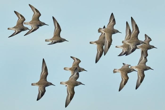 Knot shutterstock_2093816101.jpg