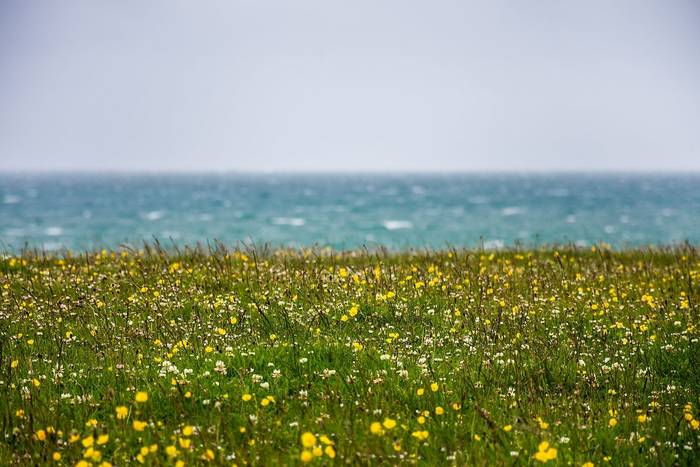 Machair shutterstock_ 1098088793.jpg
