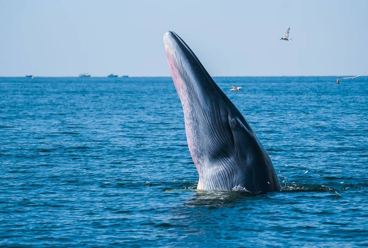 Bryde's Whale