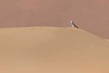 Lanner Falcon © Chris Griffin