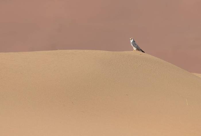 Lanner Falcon © Chris Griffin