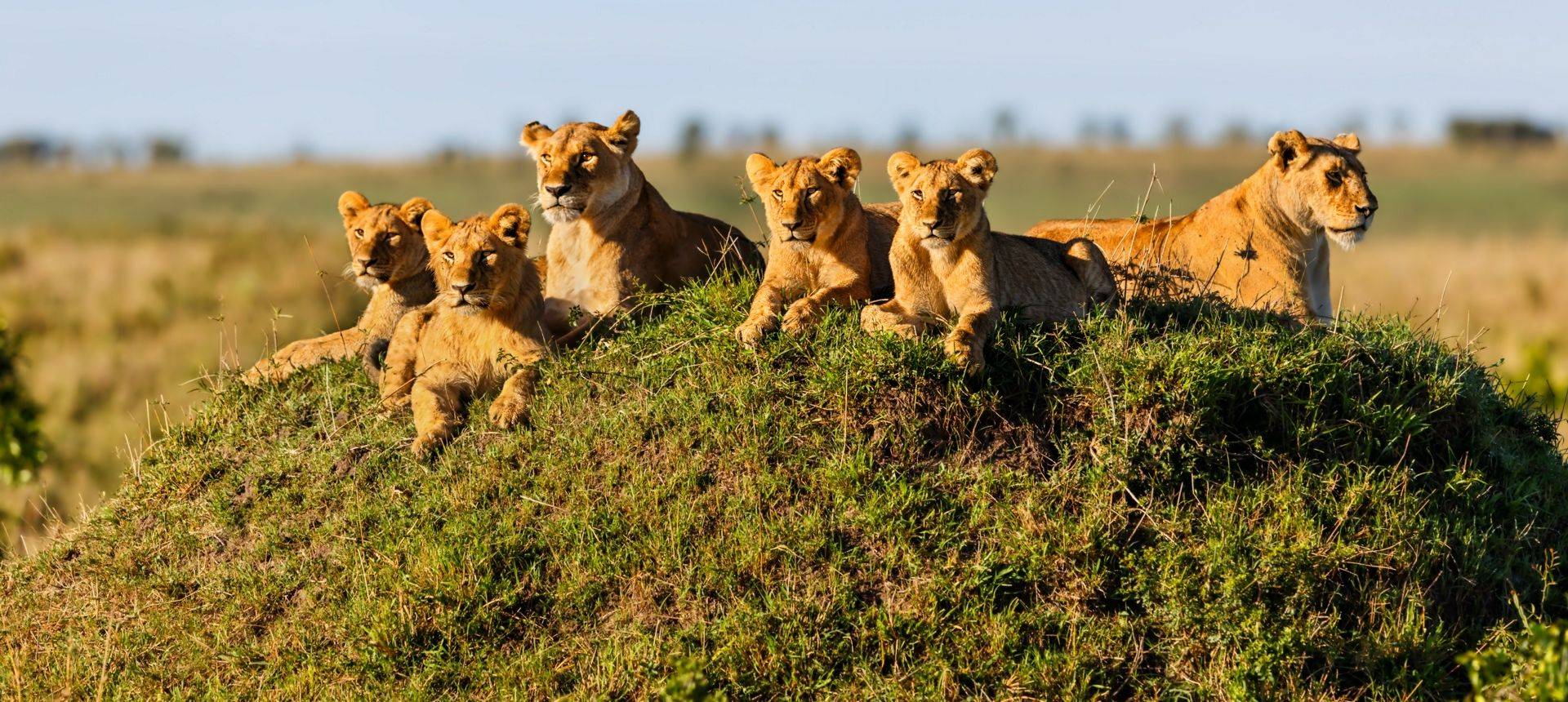 Lions, Masai Mara. Shutterstock 210599731