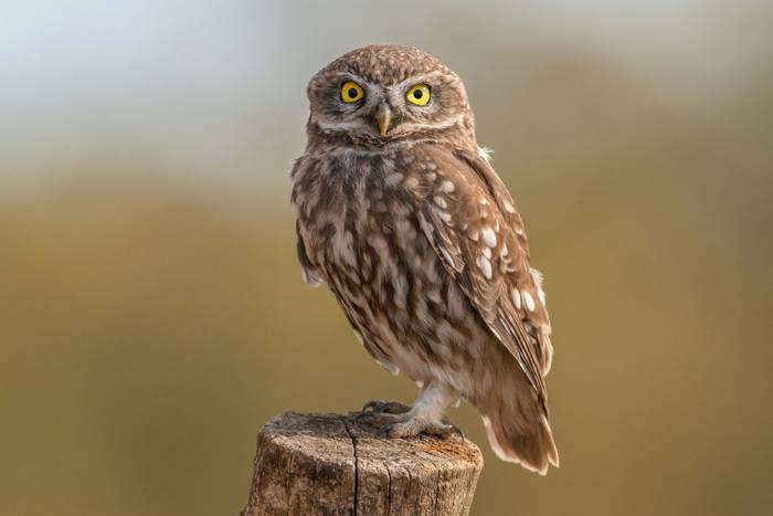 Little Owl, UK shutterstock_326981342.jpg
