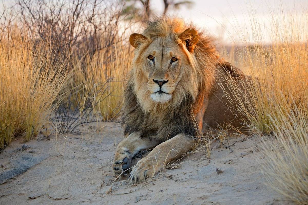 Lion, Kalahari, Botswana Shutterstock 284892797