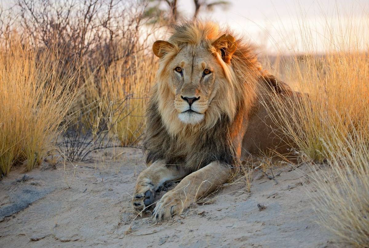 Lion, Kalahari, Botswana Shutterstock 284892797