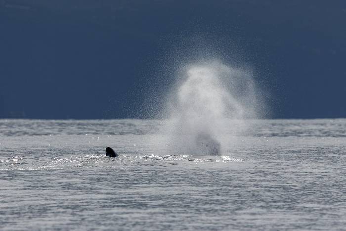 Sperm Whale (Sara Frost).jpg
