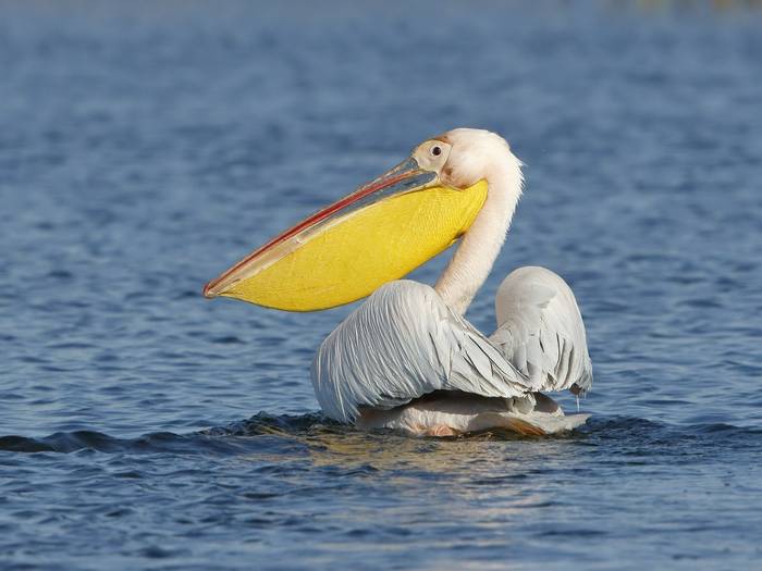 Great White Pelican (Kevin Elsby)