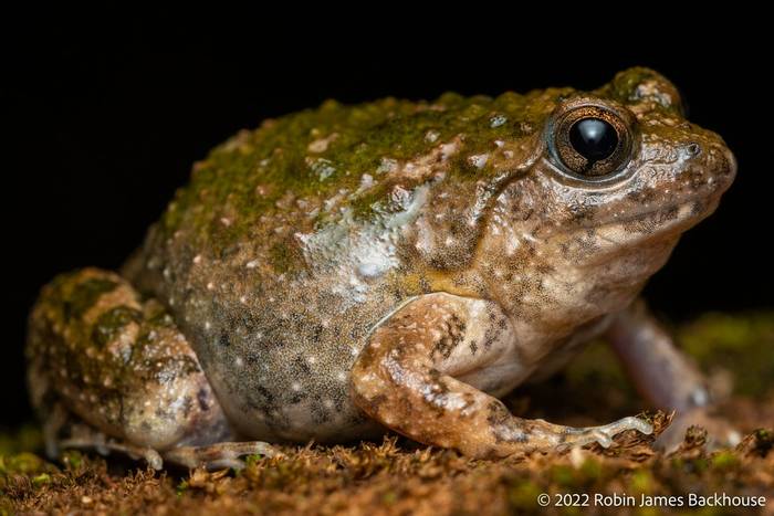 Snoring Puddle Frog (Phrynobatrachus natalensis) © Robin James Backhouse