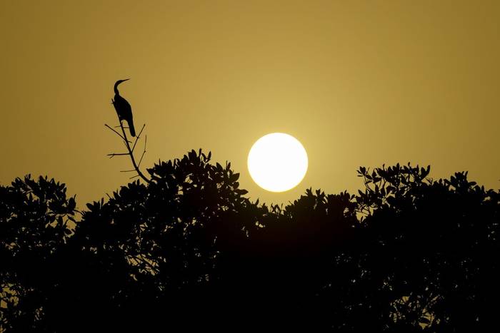 african darter_4R54784.jpg