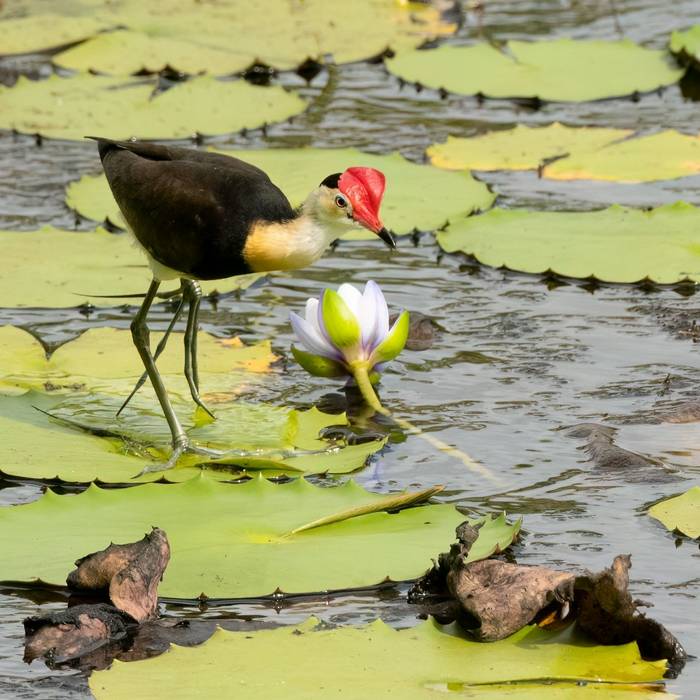 Comb-crested Jacana